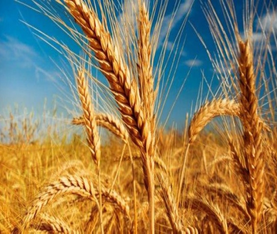 عقب اتفاق تصدير الحبوب.. أسعار عقود القمح تقترب من التراجع